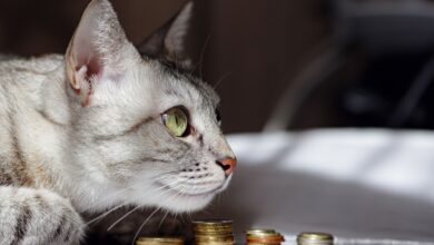 Kedi Temalı Meme Coinler Uçuşta: Risk İştahı Arttı, Patlama Çok Yakında Gelebilir!